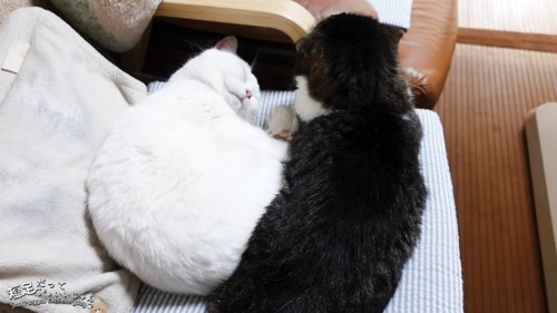 寝る猫と黒系の猫の後ろ姿