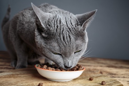 餌を食べるグレーの猫