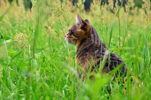 草むらの中で佇む猫