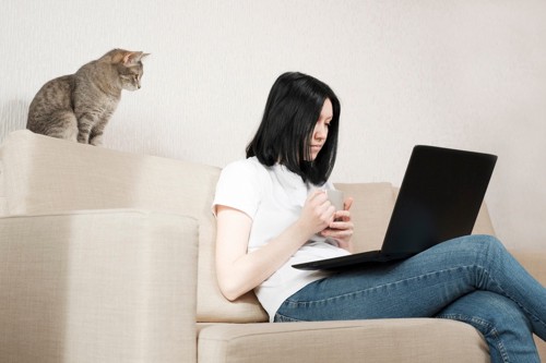 ソファでパソコンを開く女性とそれを後ろで見ている猫