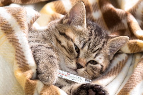 体温を測っている子猫