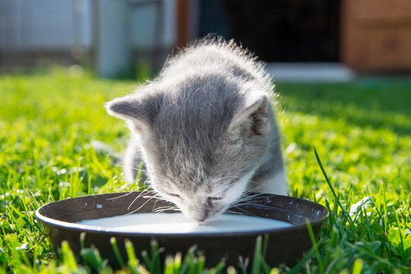 草むらでミルクを飲む子猫