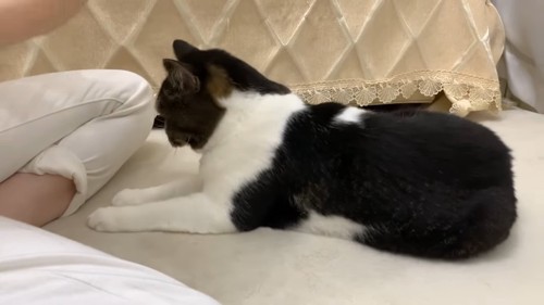 伏せの姿勢の猫