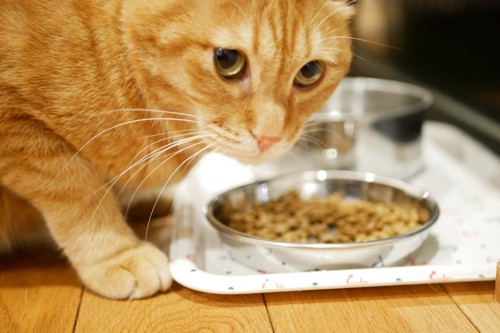 こちらを見ながら食事する猫