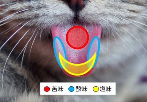 猫の舌の味覚図