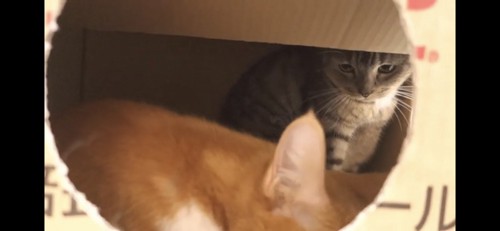 箱の中にいる二匹の猫