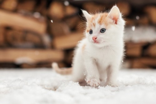 雪の上を歩く子猫