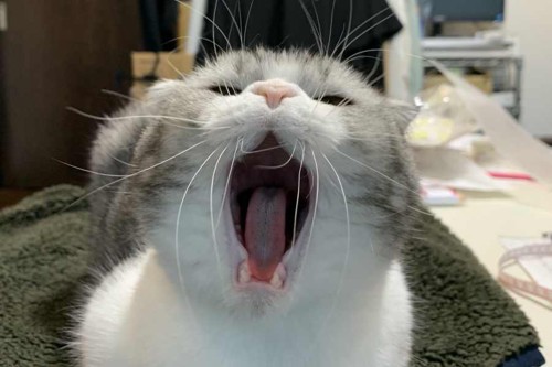 あくびをする猫