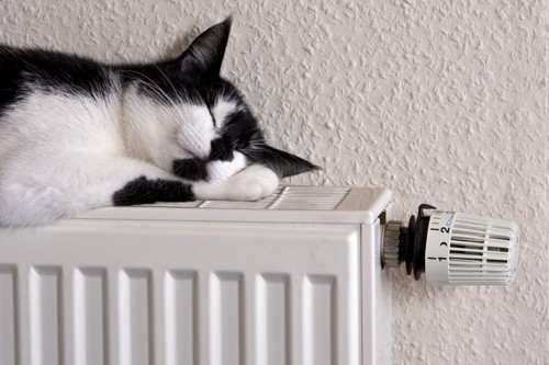 暖房と猫
