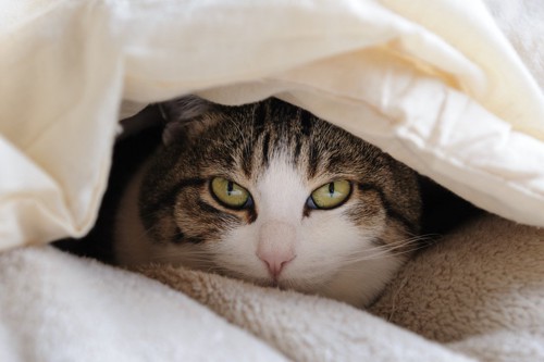 布団に潜っている猫