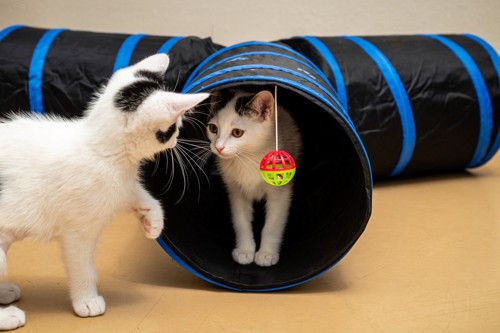 トンネルで遊ぶ二匹の猫