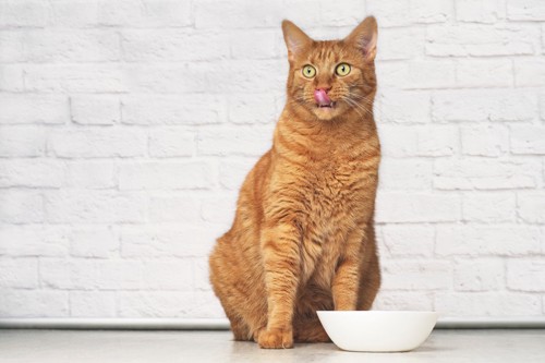 白い食器の前で舌を出す猫