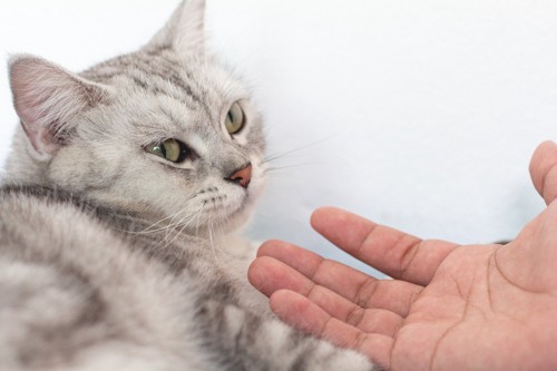 人の手を避ける猫