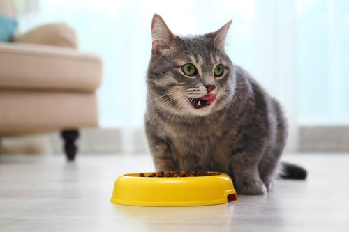 黄色い器でご飯を食べる猫