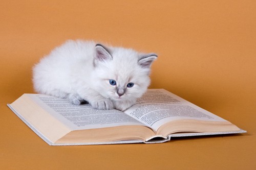 本の上の猫
