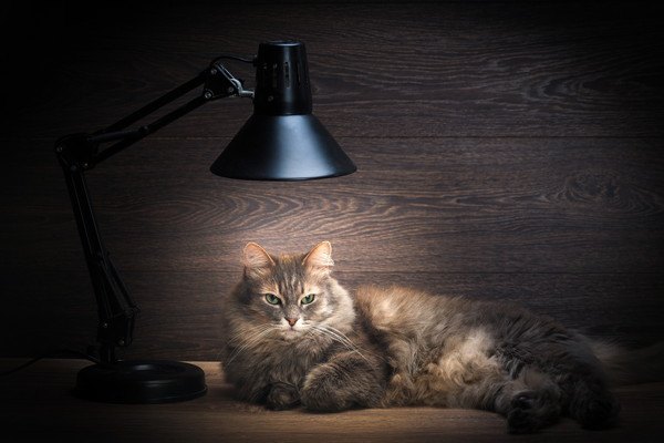 電気スタンドと長毛の猫