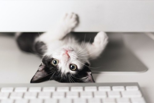 パソコンの下から顔を出して見つめる猫