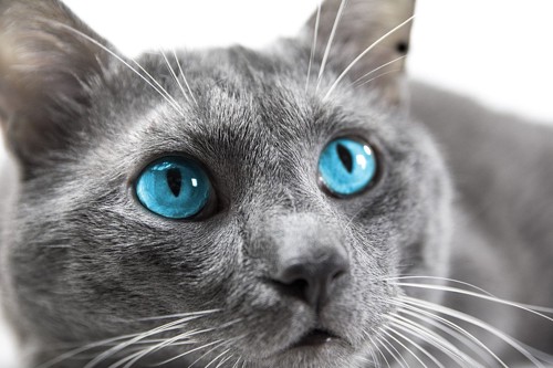 青い目の猫