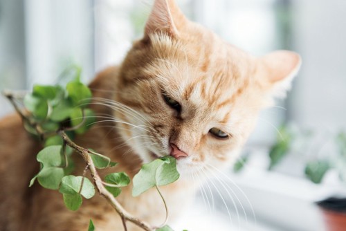 植物の匂いを嗅ぐ猫