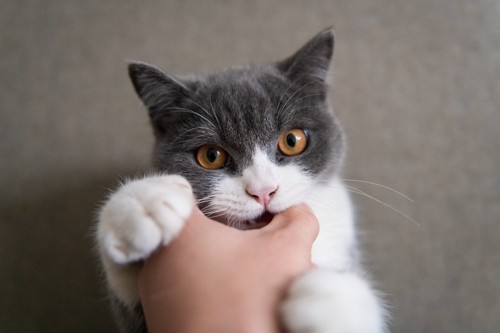 人の手を噛む白とグレーの猫