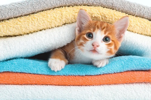 いろんな色のタオルに挟まれる猫