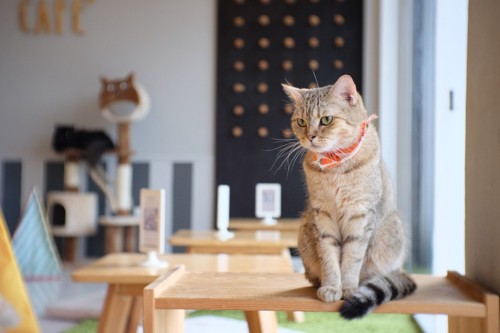 お客さんを待っている猫カフェの猫