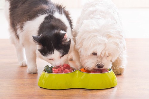 犬と猫の食事