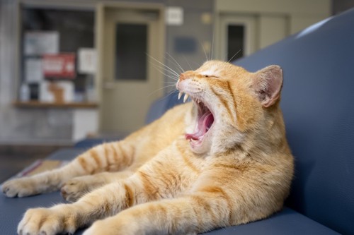 ソファーであくびする猫