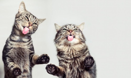 舌を出したイメージ通りの二匹の猫