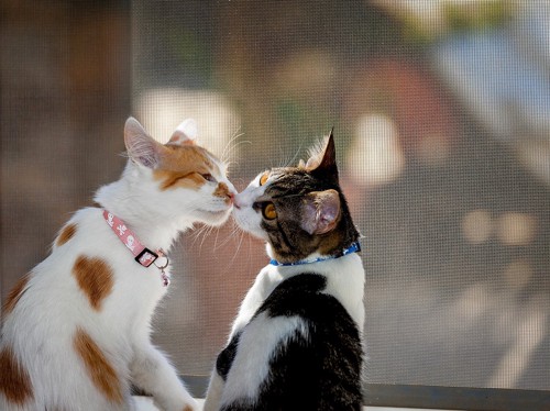 窓辺で鼻チューをする2匹の猫