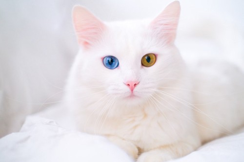 白猫