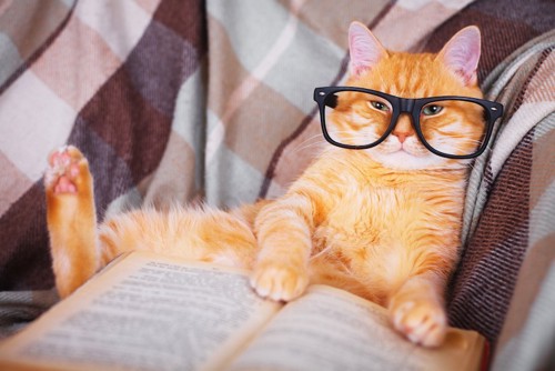 眼鏡をかけて本を読む猫