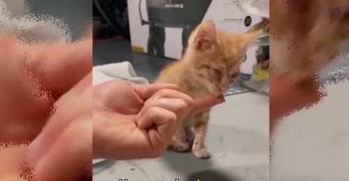 人の手からエサを食べる猫
