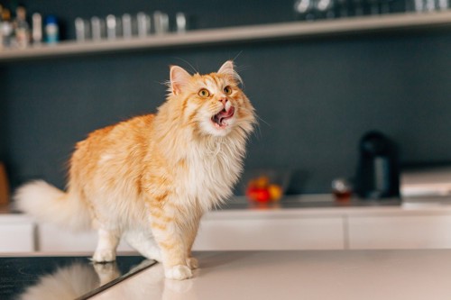 キッチンで舌なめずりをする猫