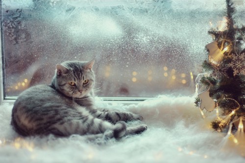 雪の日の窓際にいる猫