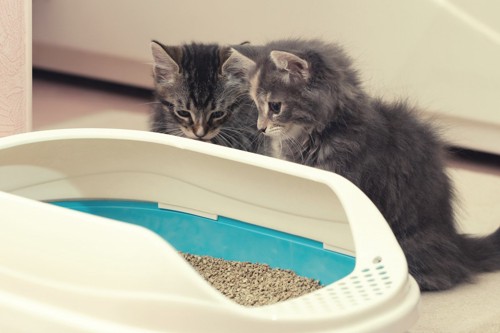 トイレを見つめる二匹の子猫