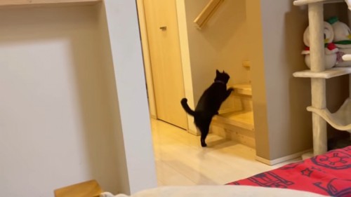 階段をのぼる猫
