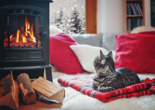 暖炉の前にいる猫