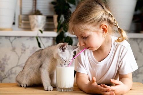 子猫と一緒にミルクを飲む少女