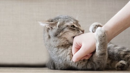 手に噛みつくグレーの猫