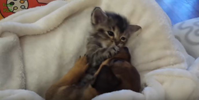 布団の中の子犬と子猫