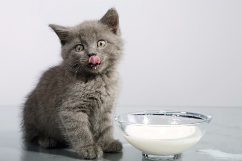 ミルクを飲む可愛すぎるグレーの子猫