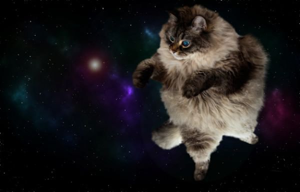 宇宙 合成猫