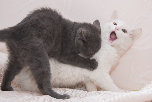 白猫の首を噛む子猫