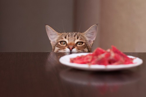 テーブルの上のお肉を見る猫