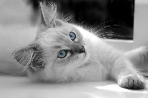 ブルーの目をしたラグドールのモノクロ写真
