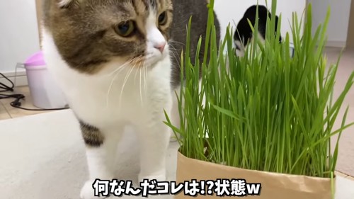 猫草を見る折れ耳の猫