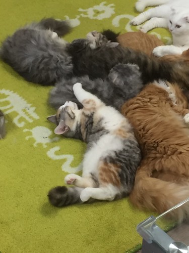 絨毯の上で仲良く眠る猫さん