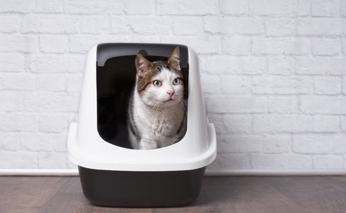 ドーム型の猫トイレに入る猫