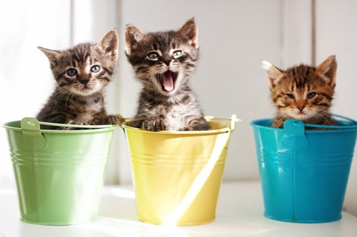 缶バケツの中で鳴いている子猫数匹